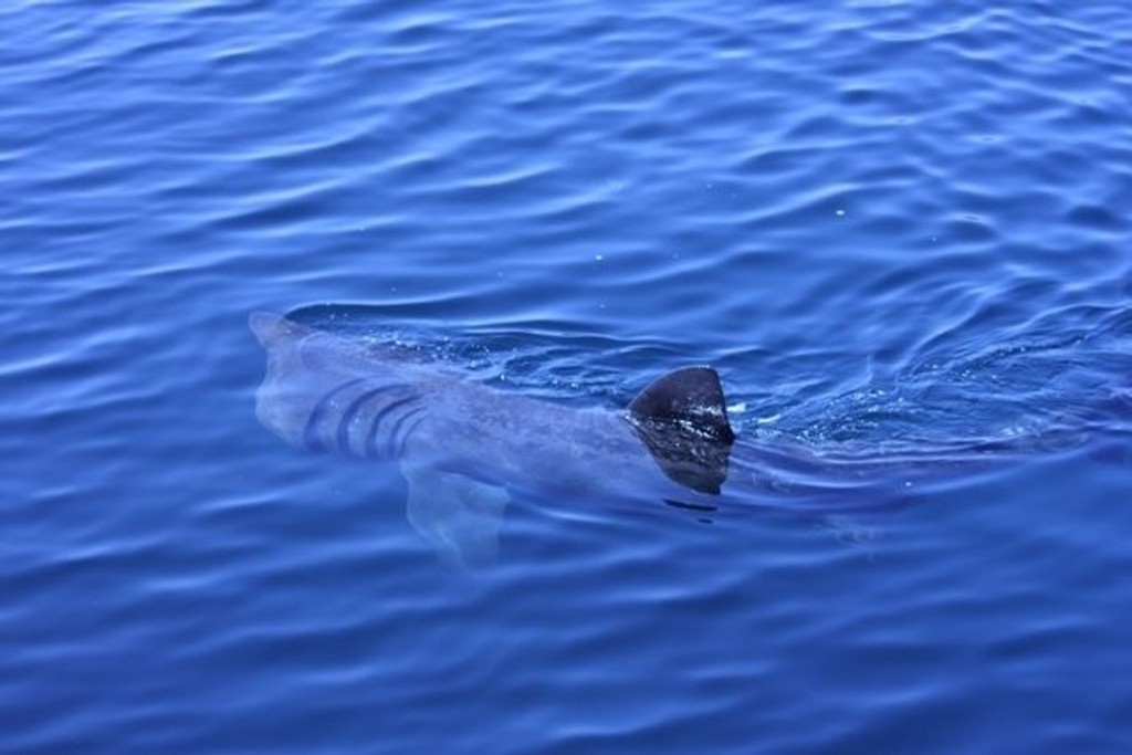 Brugde er den nest største haiarten, og den anses å være en helnorsk haiart.